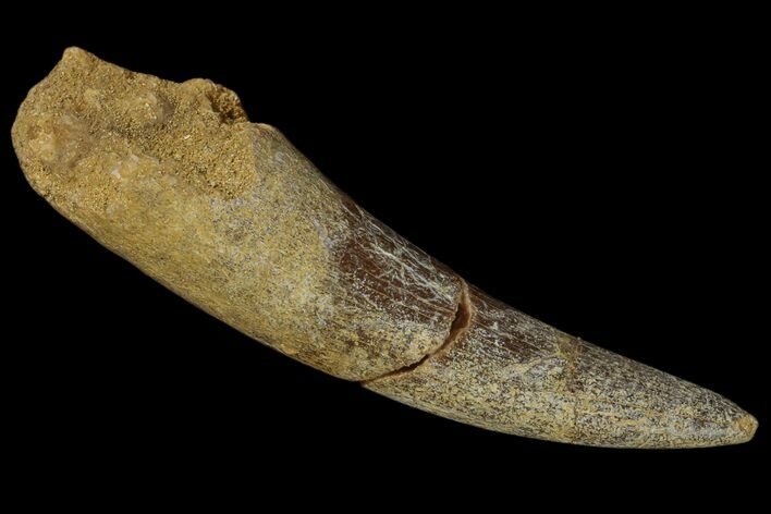 Bargain, Fossil Plesiosaur (Zarafasaura) Tooth - Morocco #172288